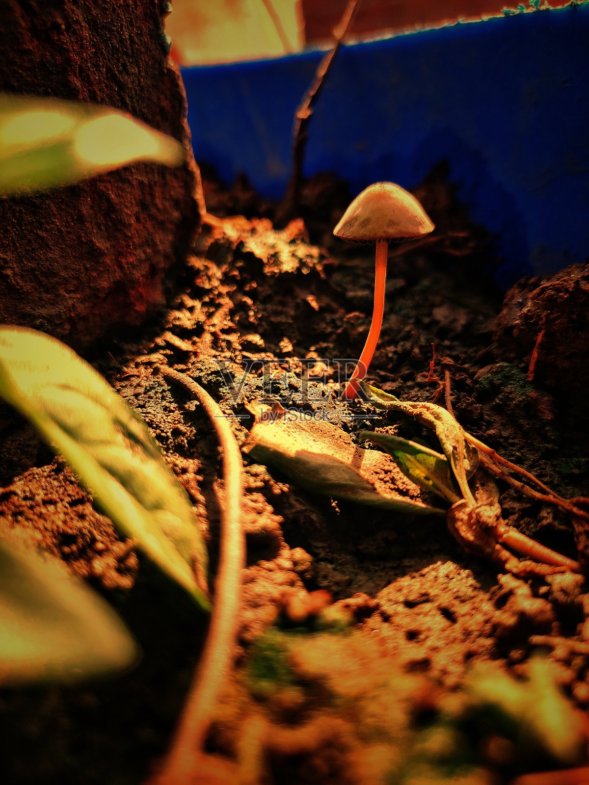 真菌的Shoreham照片摄影图片