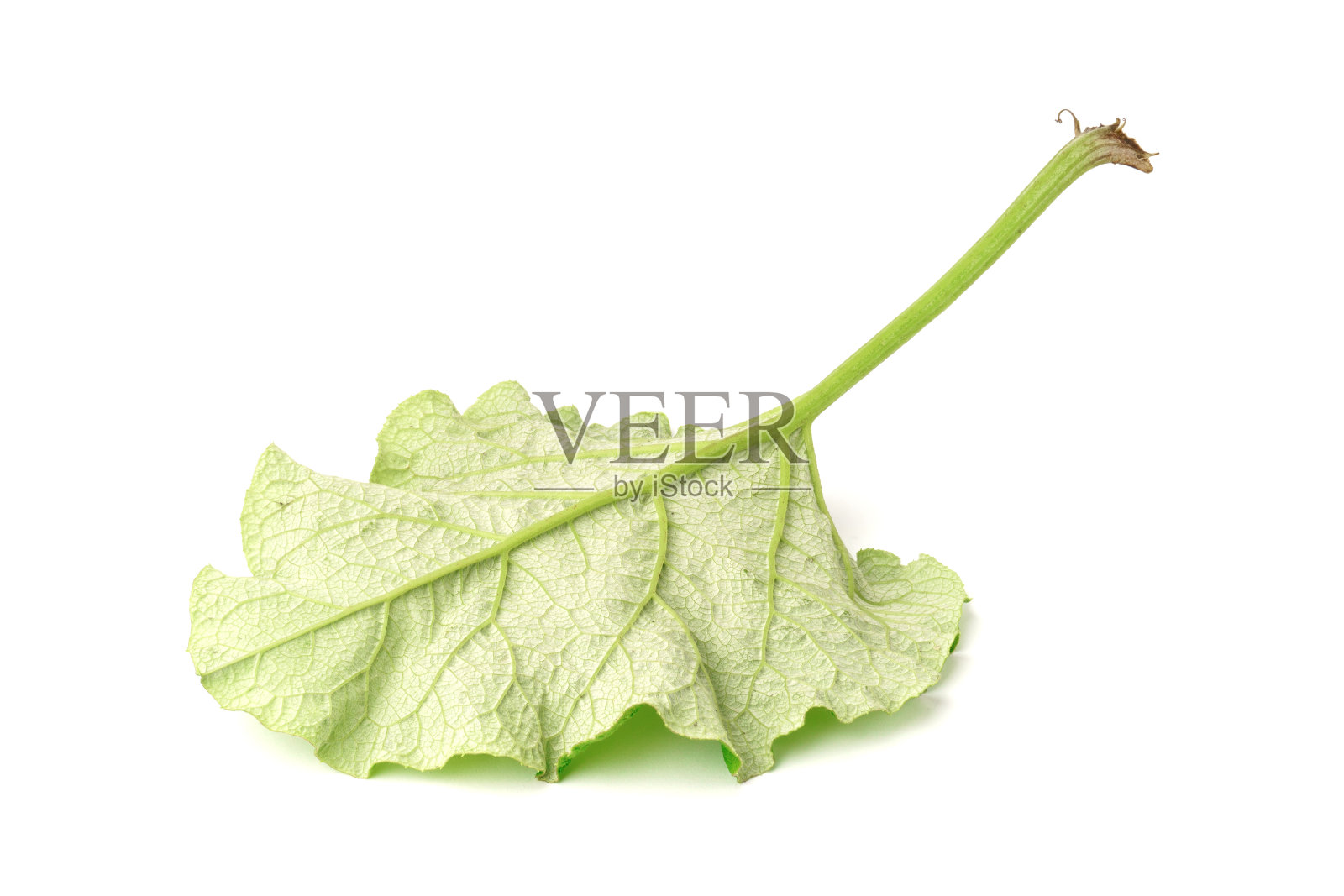 在白色上孤立的绿色牛蒡叶。牛蒡-药用植物照片摄影图片