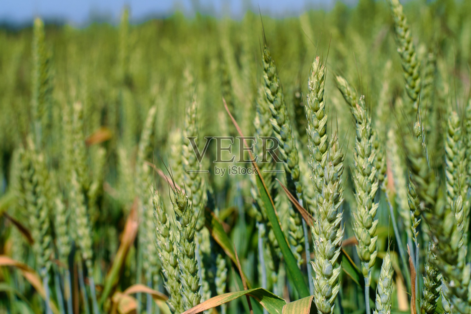 塞尔维亚夏天的绿色麦田照片摄影图片