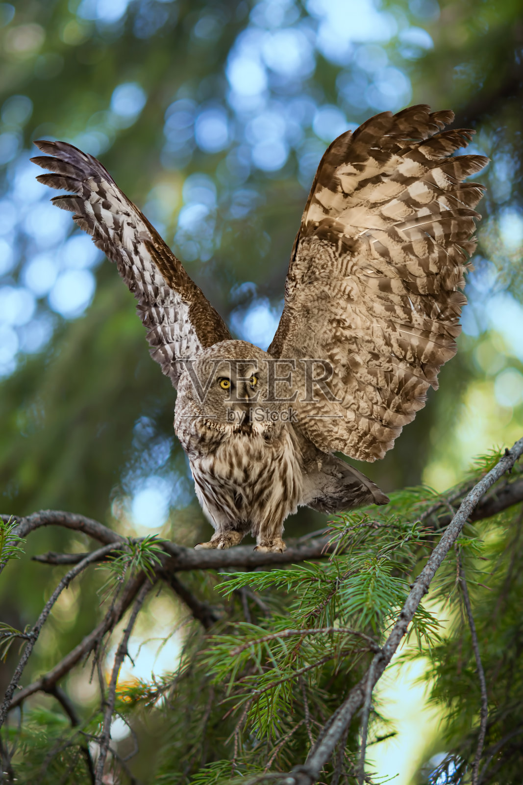 在针叶林里,一只张开大翅膀的猫头鹰栖息在一棵云杉的树枝上。照片摄影图片