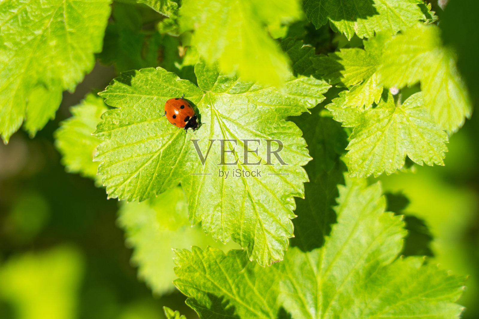 春天在绿醋栗叶上的瓢虫照片摄影图片