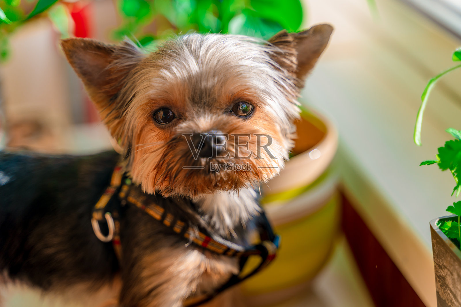 一只约克郡犬坐在窗前照片摄影图片