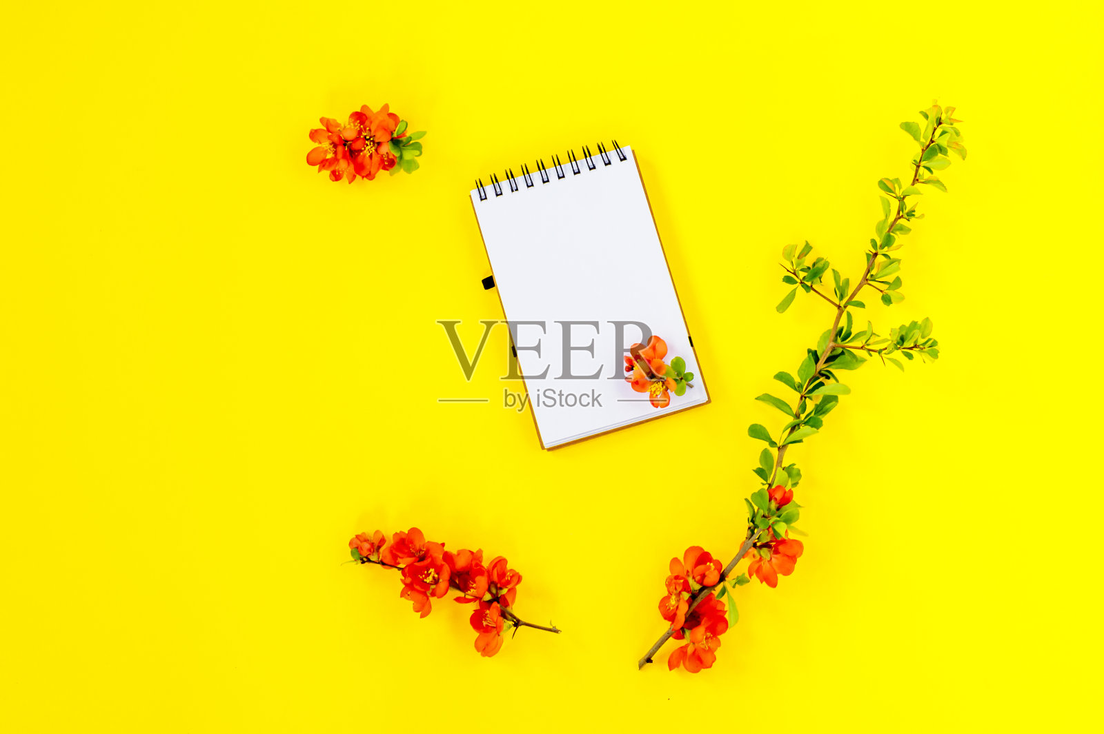 笔记本页与红色的木瓜日本或榅桲花在黄色的背景,俯视图,平躺,模型照片摄影图片