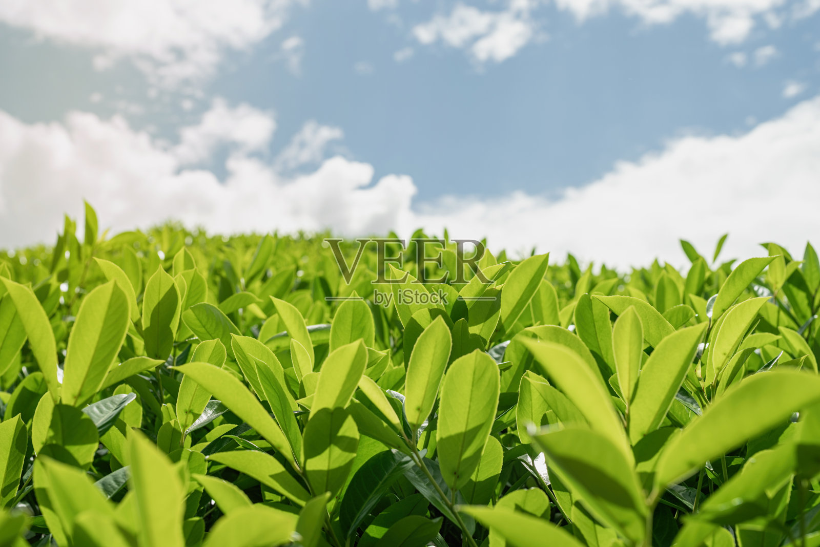 茶叶。用早晨的阳光把茶叶合起来。照片摄影图片