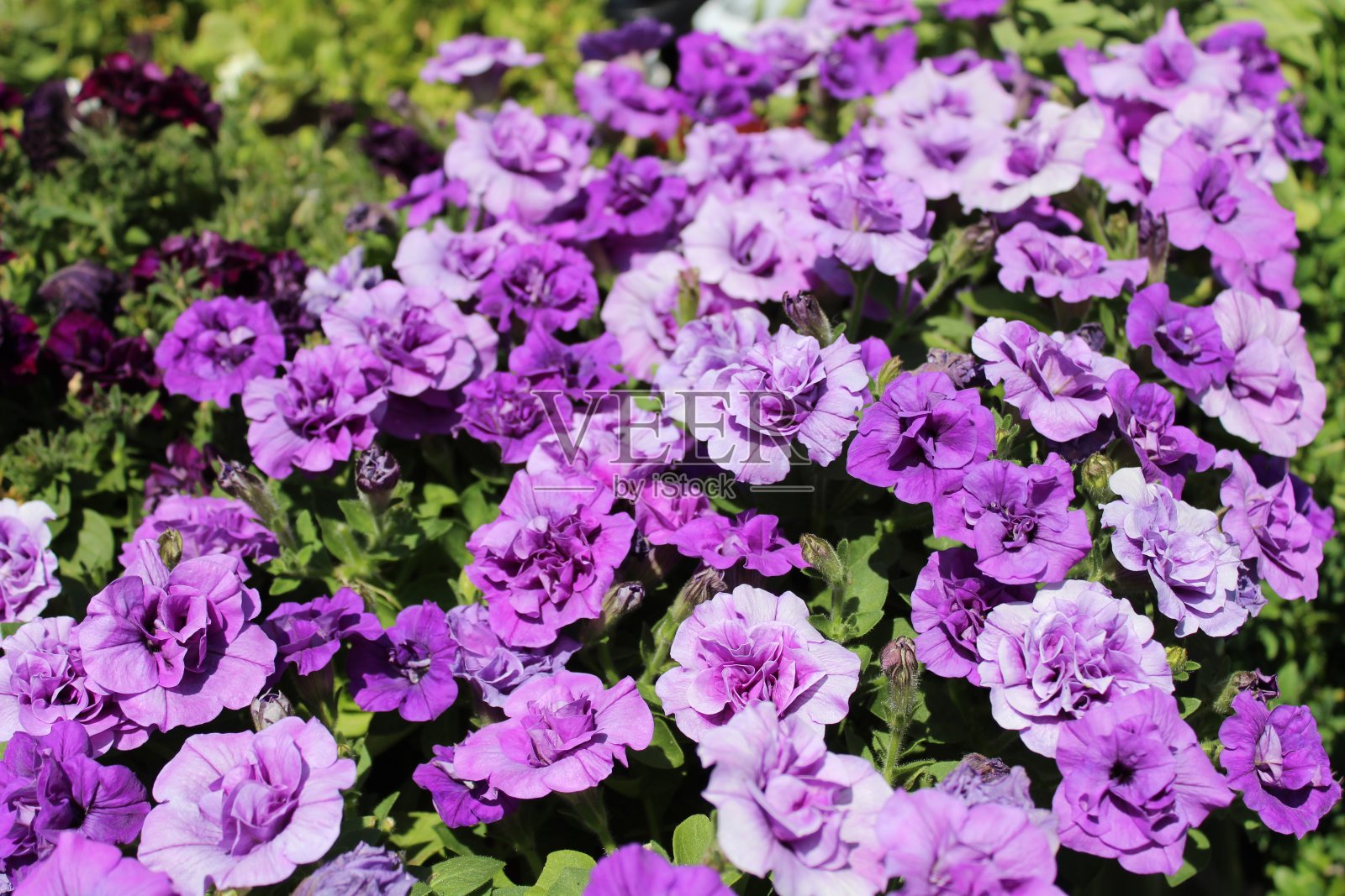 花园里盛开的矮牵牛花照片摄影图片