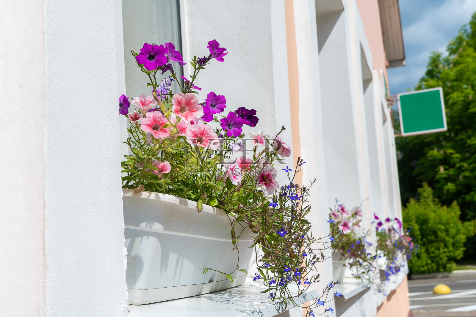 在阳光明媚的日子里,窗台外面装饰着五颜六色的矮牵牛花照片摄影图片