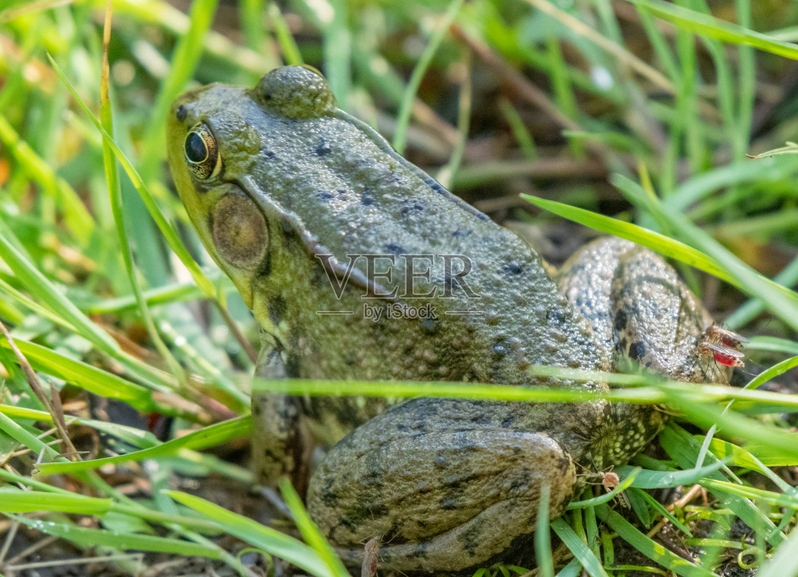 蚊子正在捕食一种北方的绿蛙——密歇根州照片摄影图片