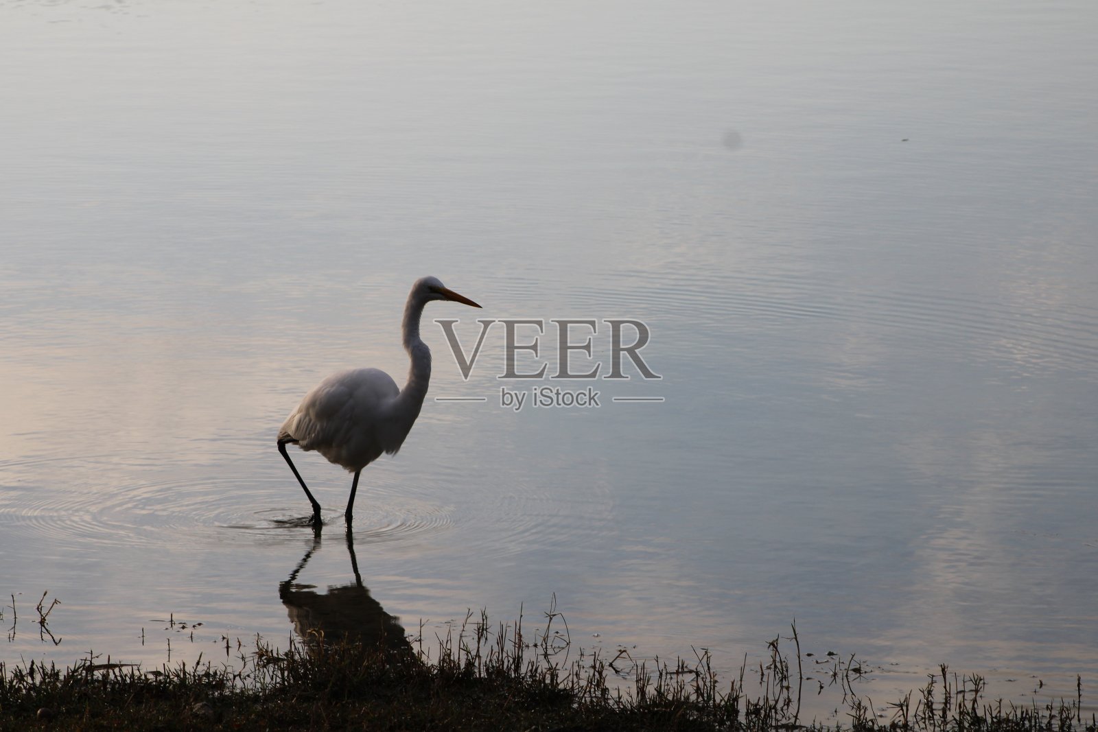 大白鲨白鹭照片摄影图片