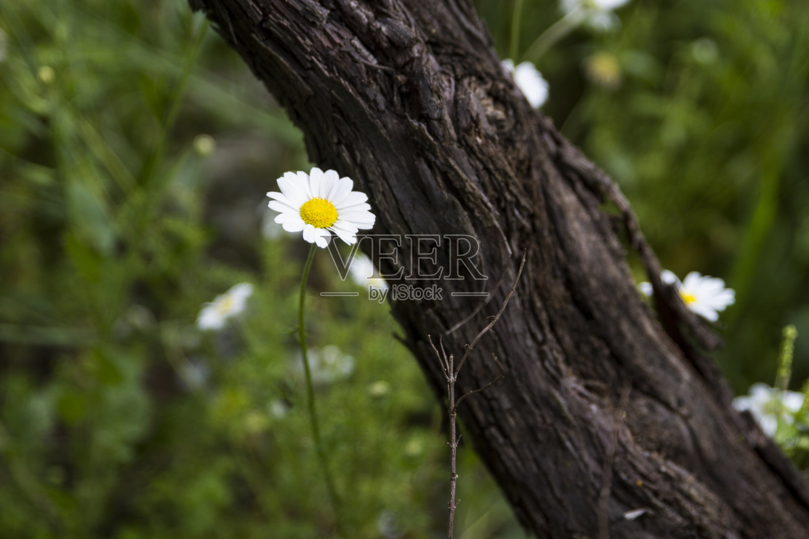 雏菊生长在树干附近照片摄影图片
