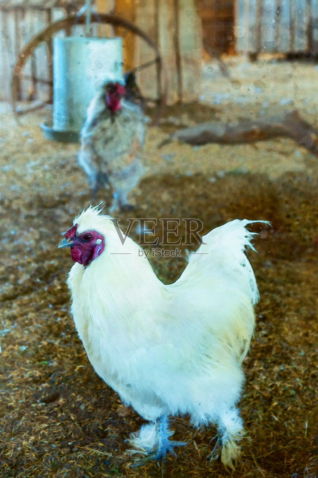 白色Silkie鸡照片摄影图片