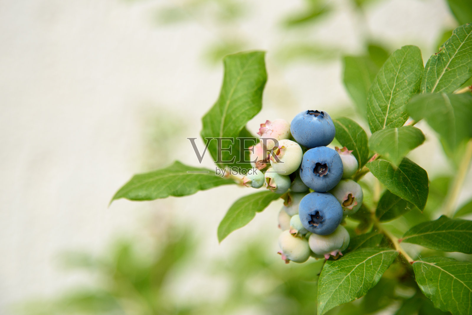 近距离观察美国蓝莓丛上的一束蓝莓照片摄影图片