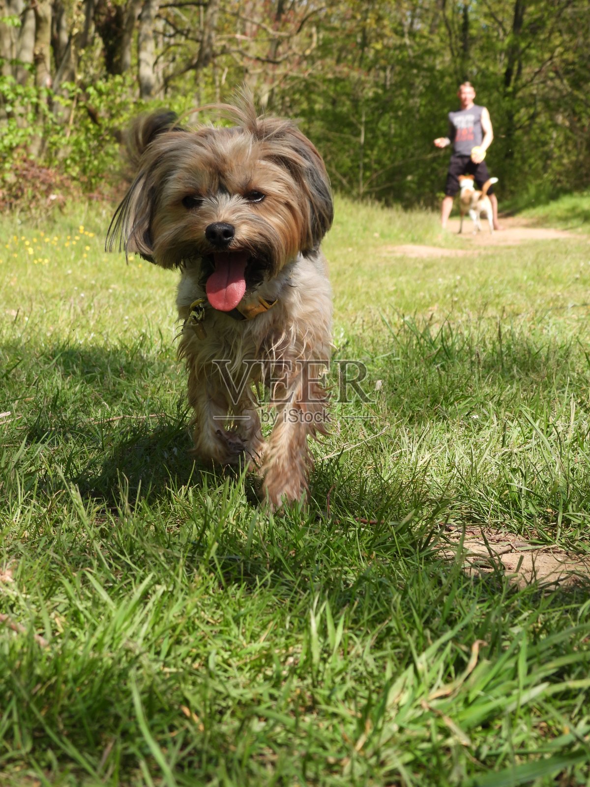 肖基狗照片摄影图片