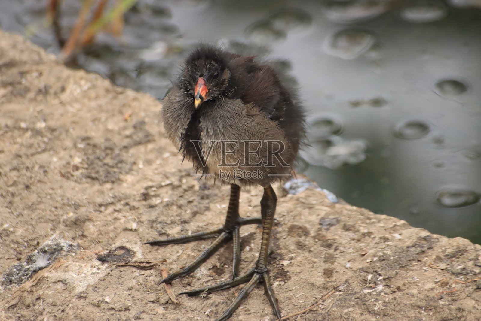 大的脚照片摄影图片