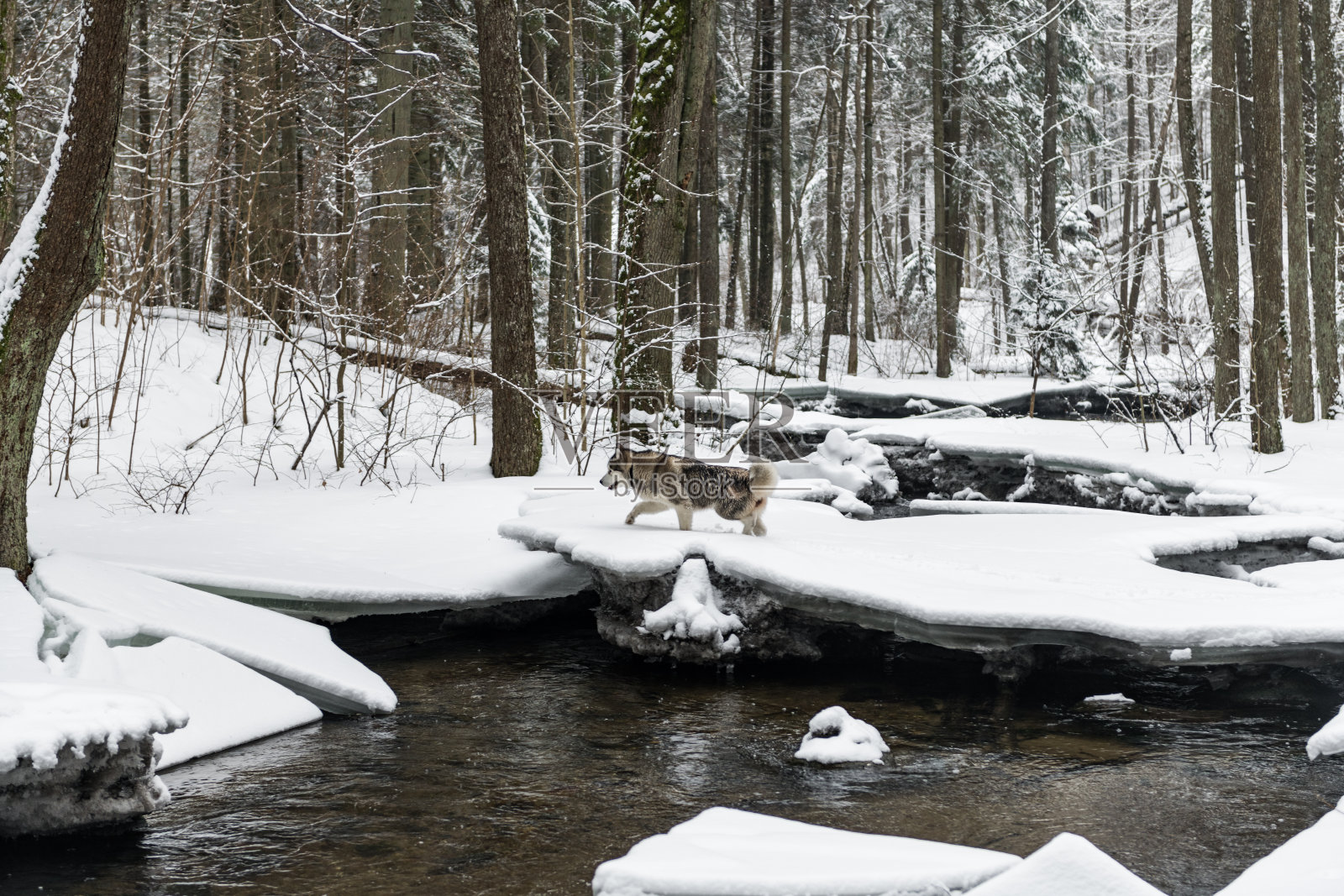 年轻的阿拉斯加雪橇犬在雪域森林里散步。前景中的流动河流照片摄影图片
