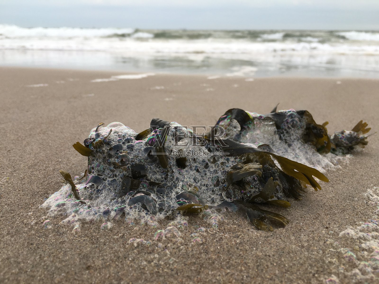 在夏季多云的日落在科尼岛在布鲁克林,纽约,纽约的沙子上的绿色海藻。照片摄影图片