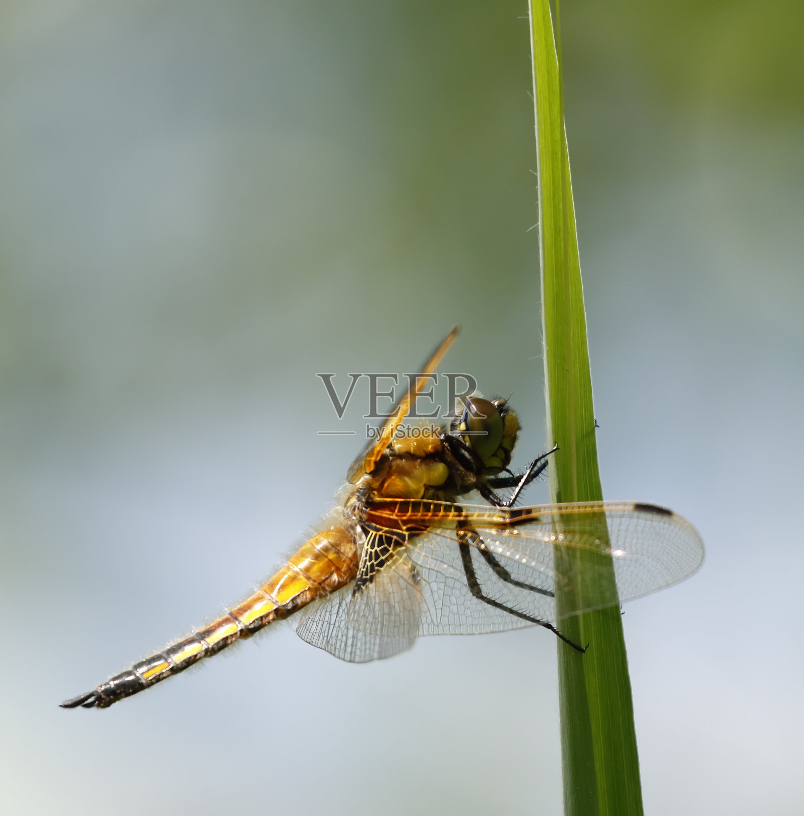 四斑蜻蜓照片摄影图片