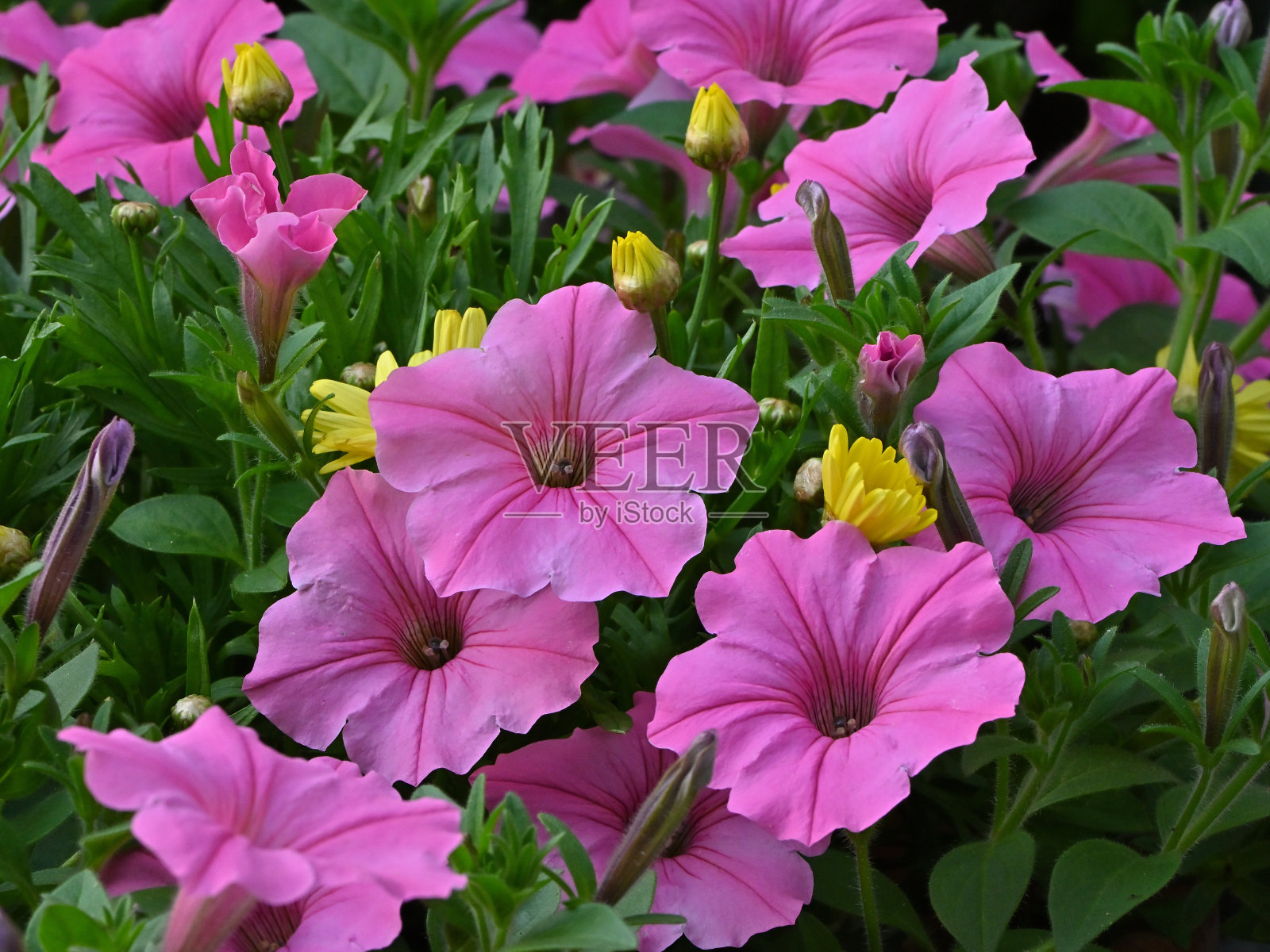 盆栽粉红色的喇叭花照片摄影图片