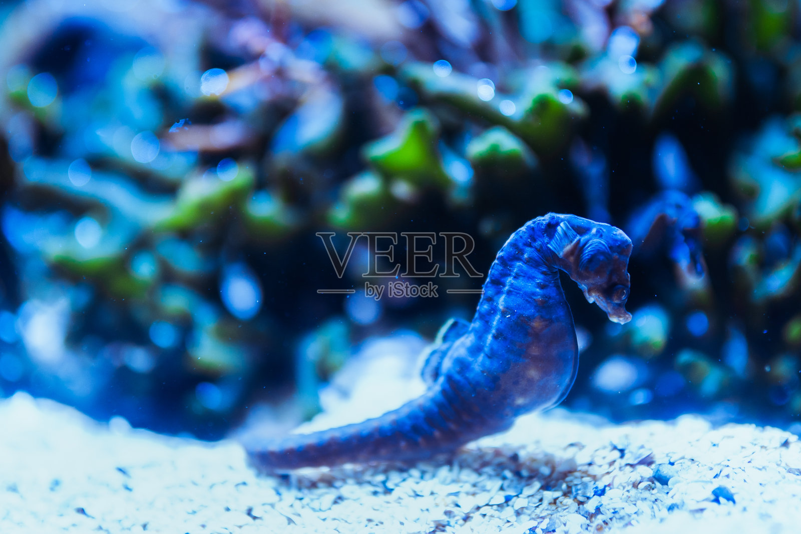 海马照片摄影图片