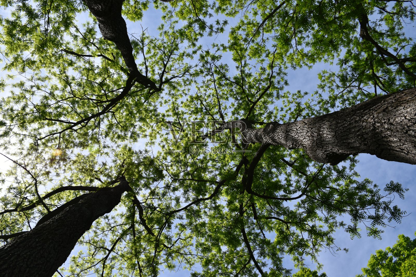 黑胡桃木照片摄影图片