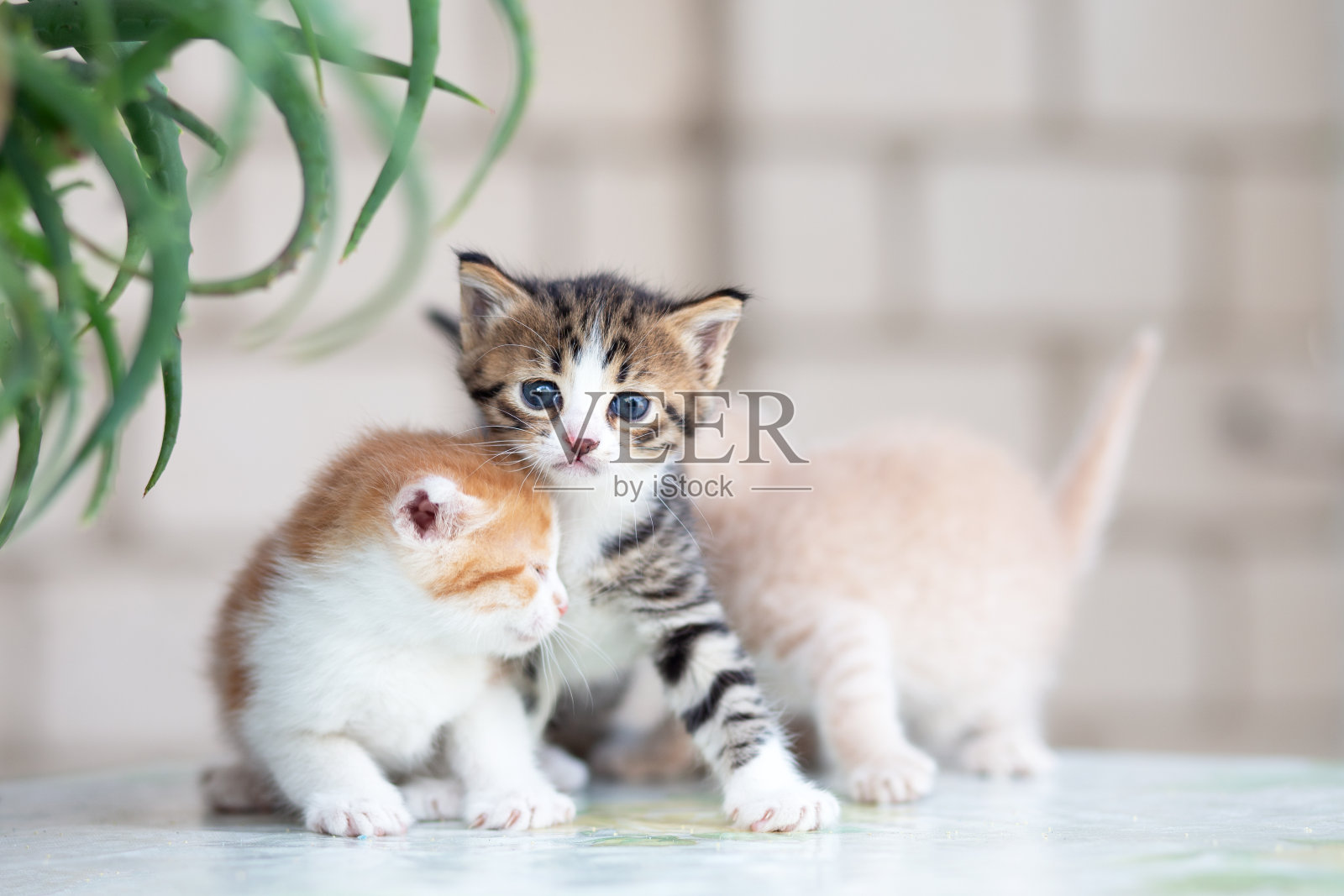 小蓝眼睛,红色,米色和条纹灰色小猫。顽皮的小猫分散在不同的方向照片摄影图片