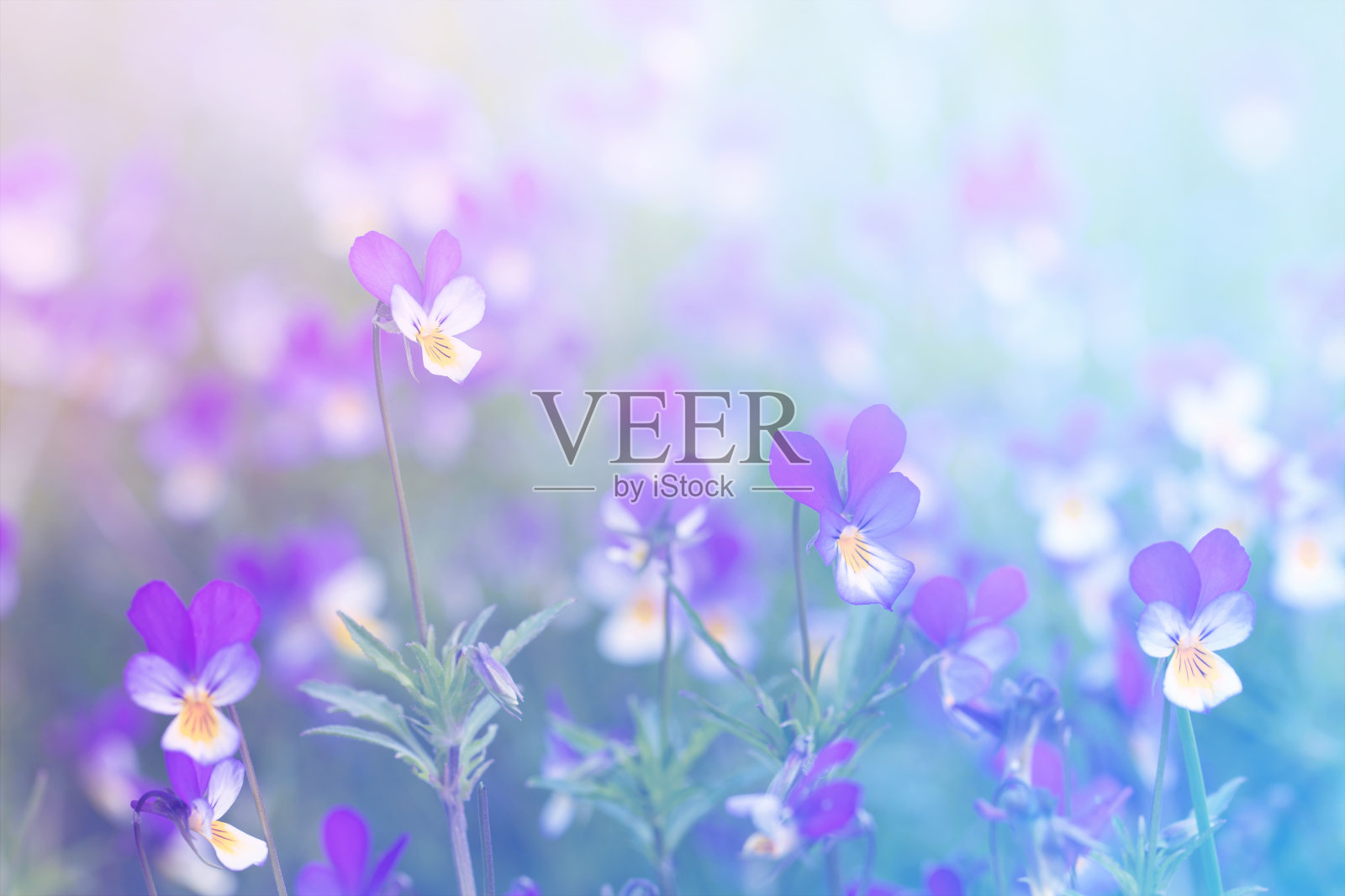 草地上盛开着鲜花,草丛中有紫色和黄色的紫罗兰,阳光灿烂的日子,夏日的背景照片摄影图片