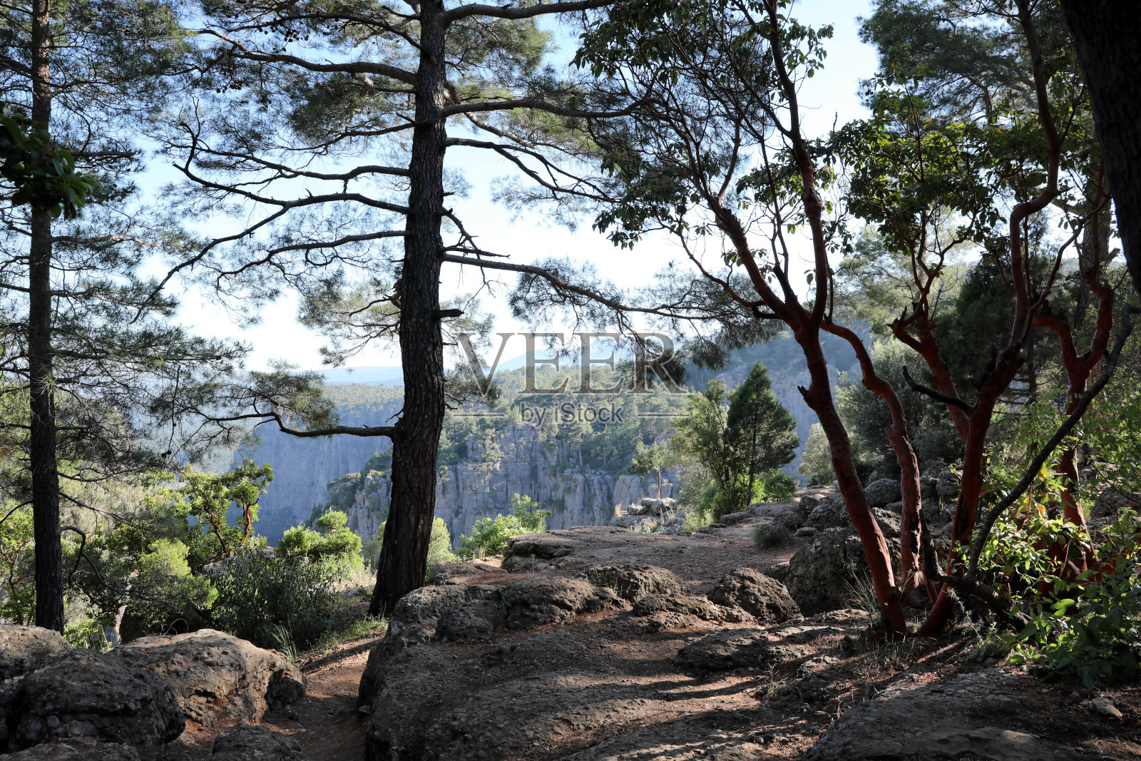 山崖上的树木景色优美照片摄影图片