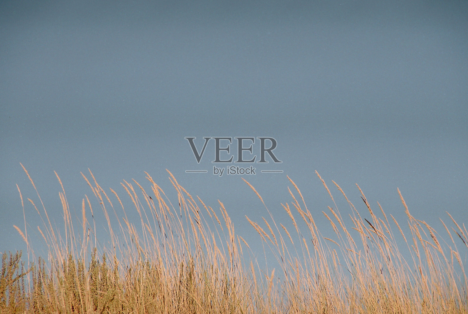 沙丘中的草本植物照片摄影图片