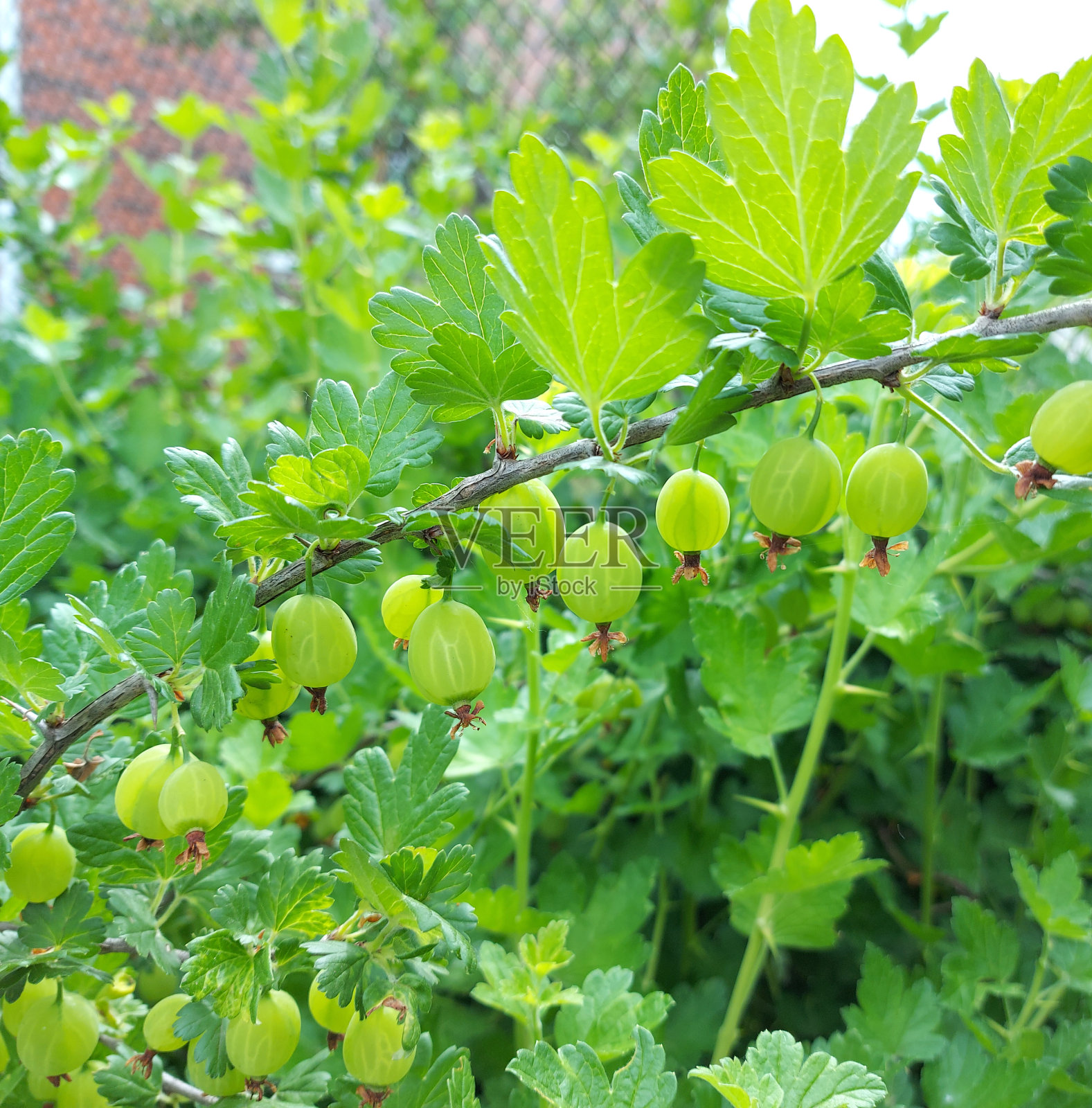 醋栗在树枝上成熟。花园里有一丛浆果。生的绿色水果。照片摄影图片