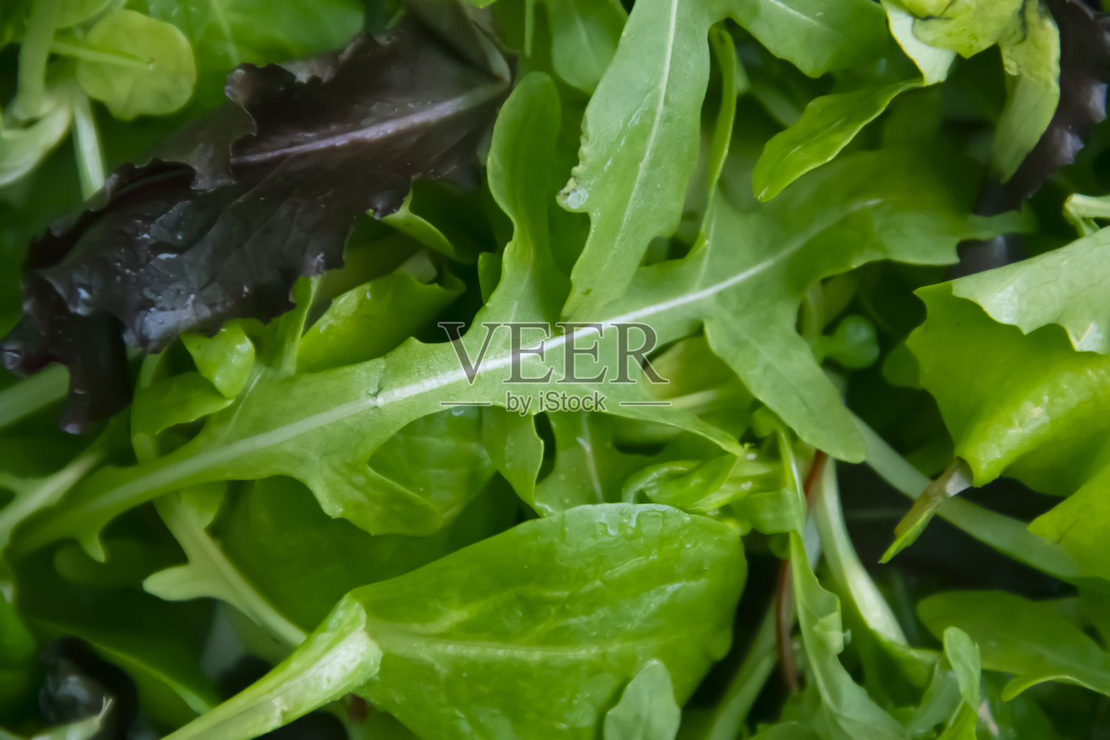 绿色的莴苣叶特写背景照片摄影图片