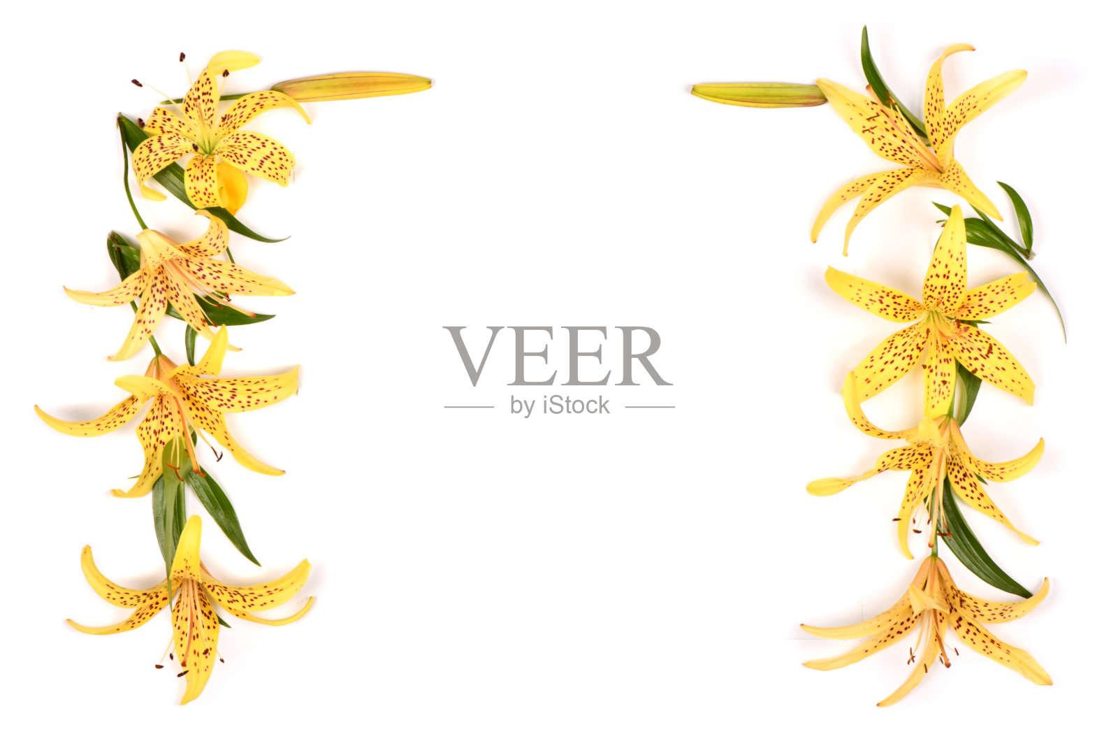 美丽的黄色百合照片摄影图片