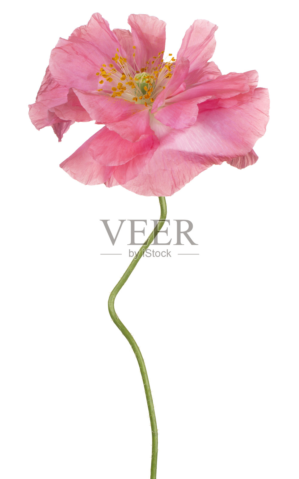 花孤立照片摄影图片