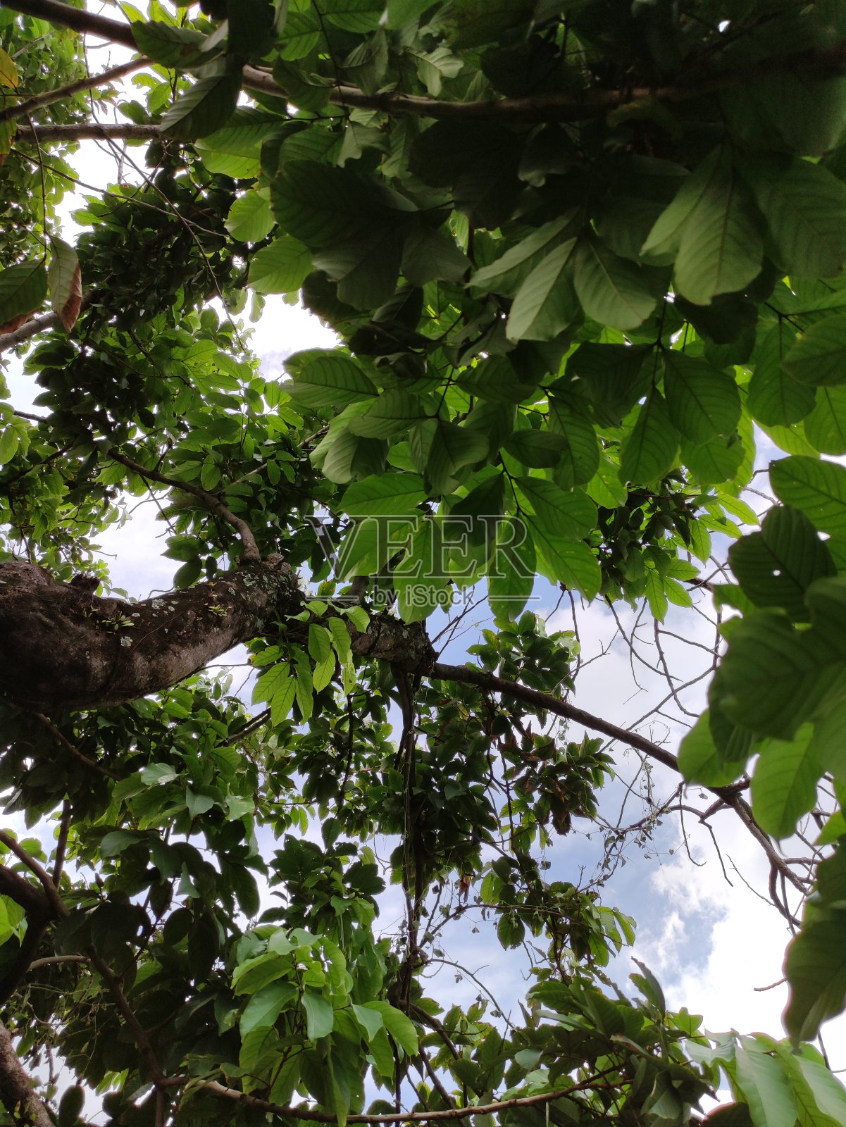 叶照片摄影图片