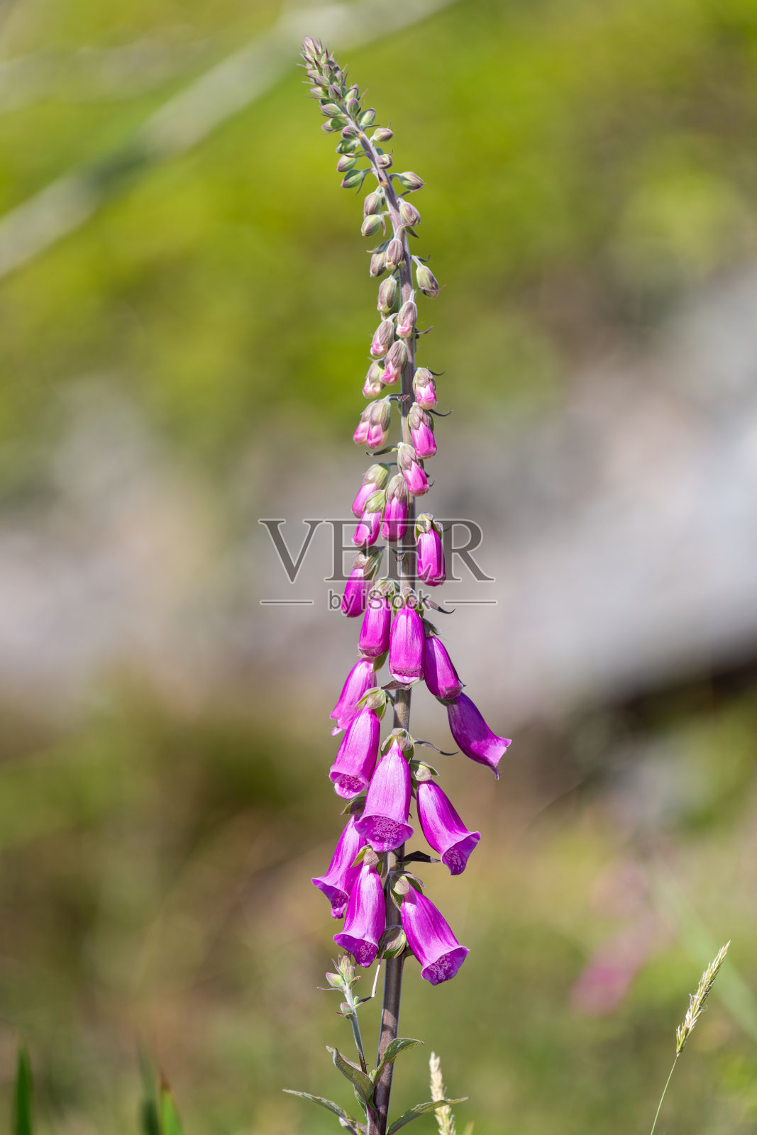 毛地黄(洋地黄)照片摄影图片