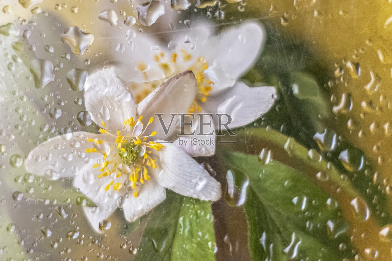 Nemorosa银莲花花特写在一个金色的背景后面的湿玻璃。照片摄影图片