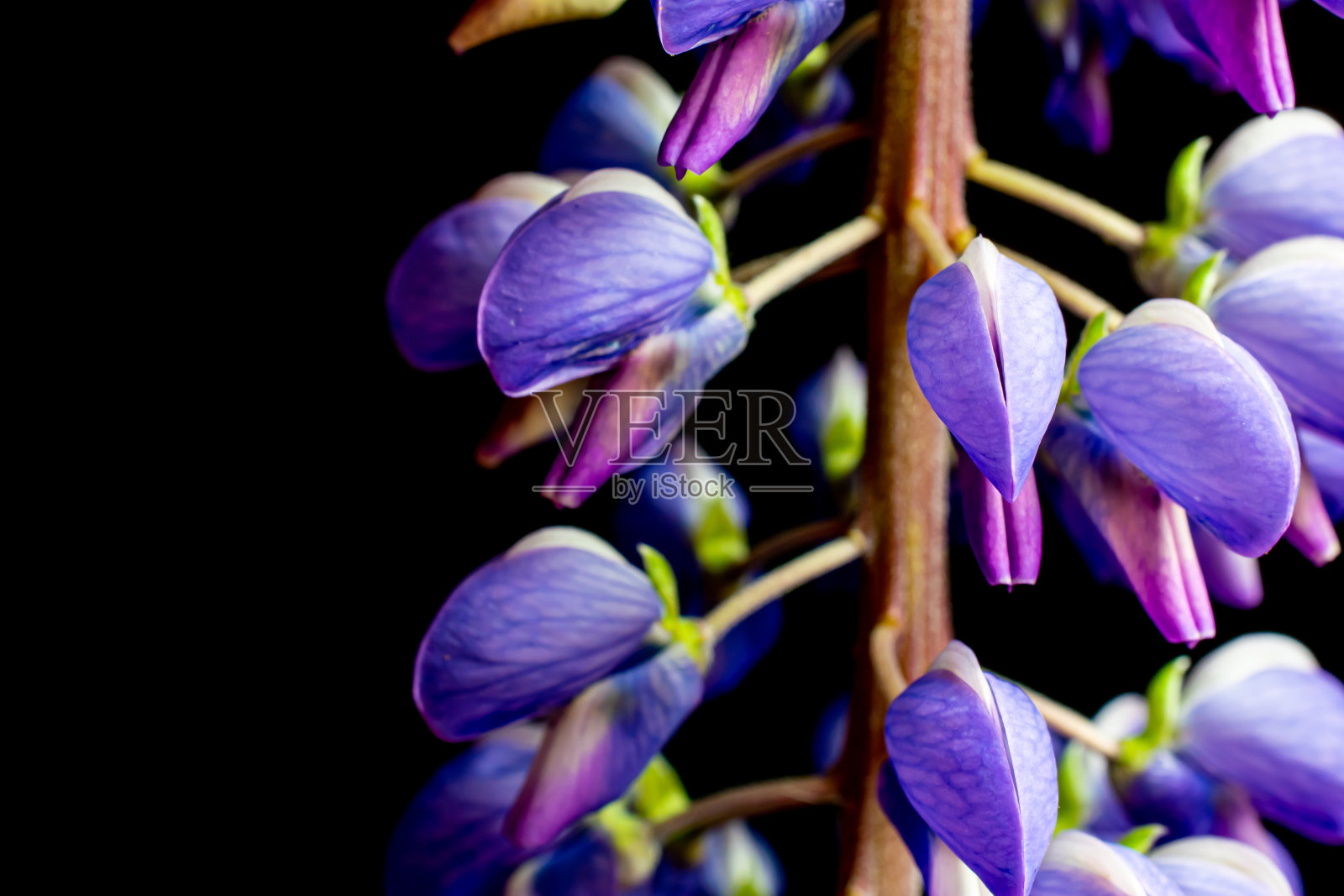 蓝色羽扇豆花,微距照片在挂毯上照片摄影图片