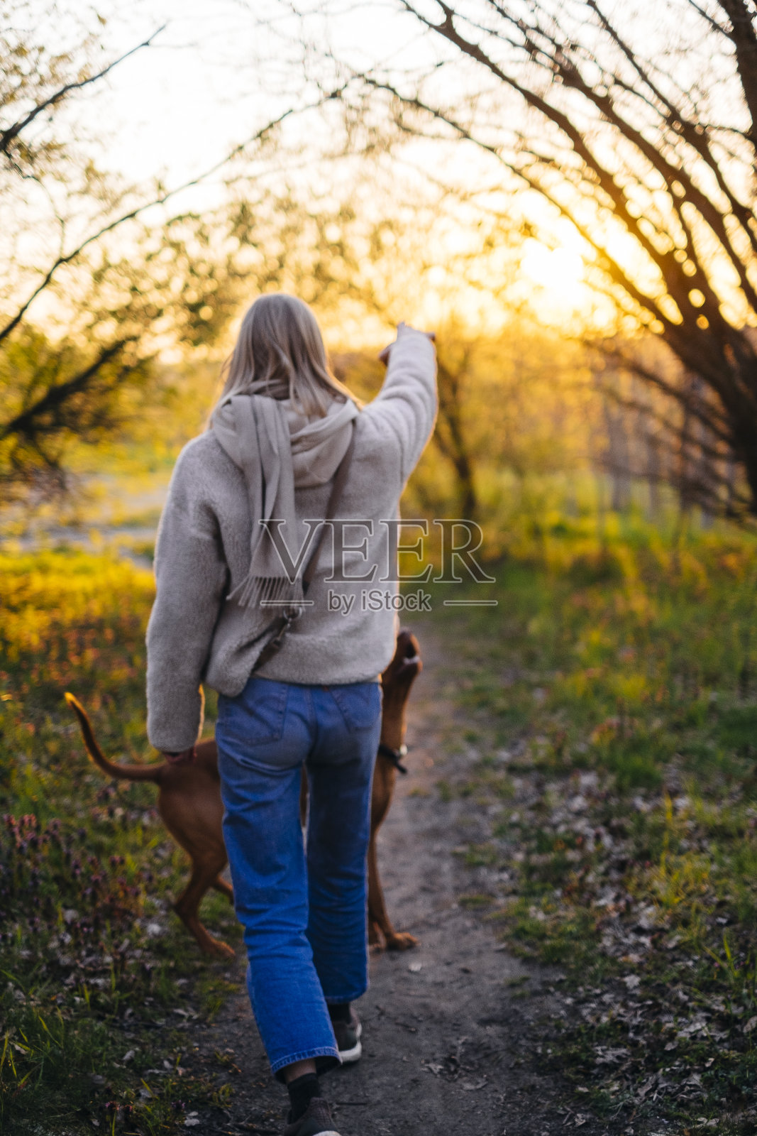 金发女人指着她的运动维兹拉狗在正确的方向照片摄影图片