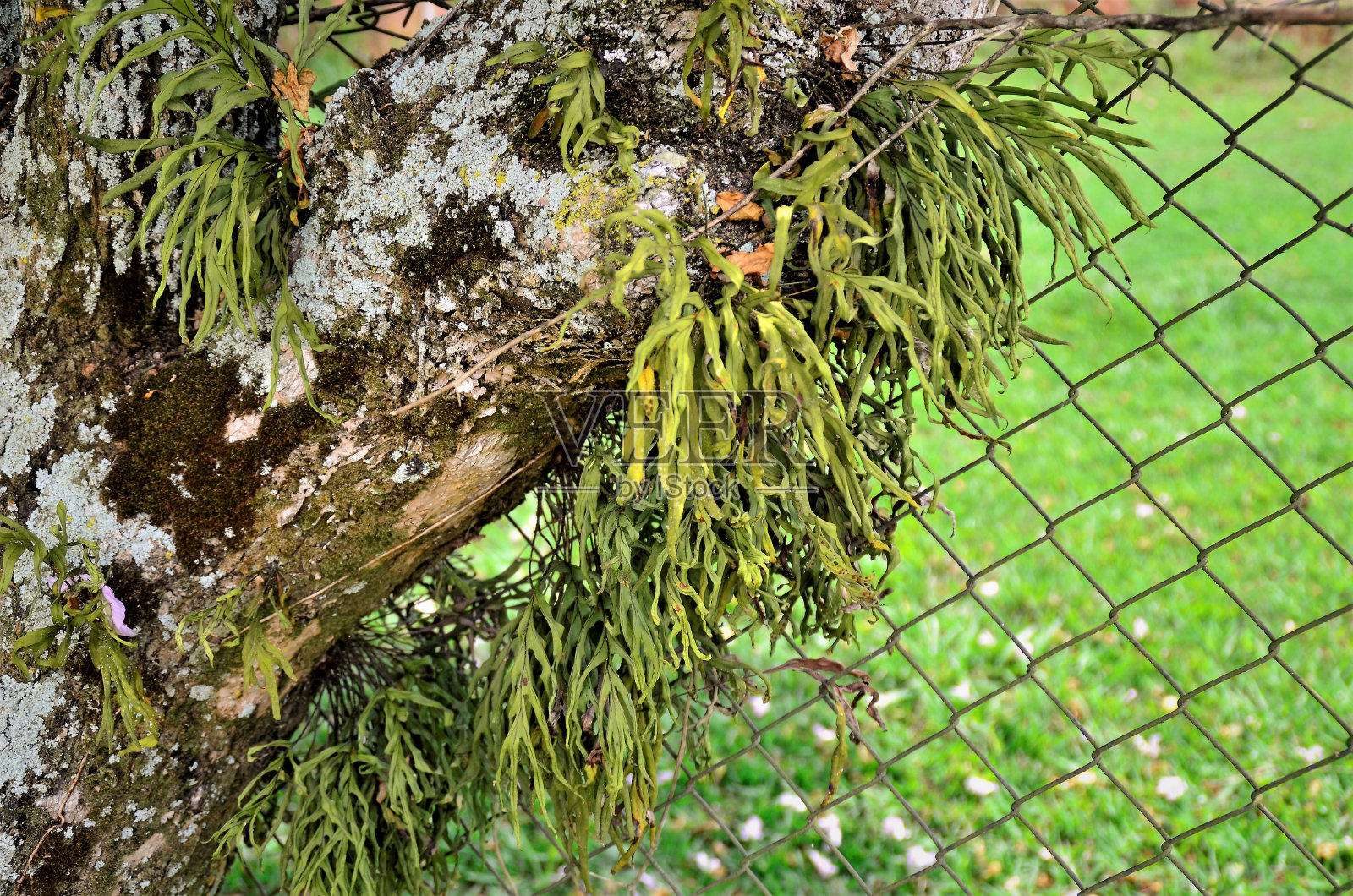 树干上的各种蕨类植物照片摄影图片