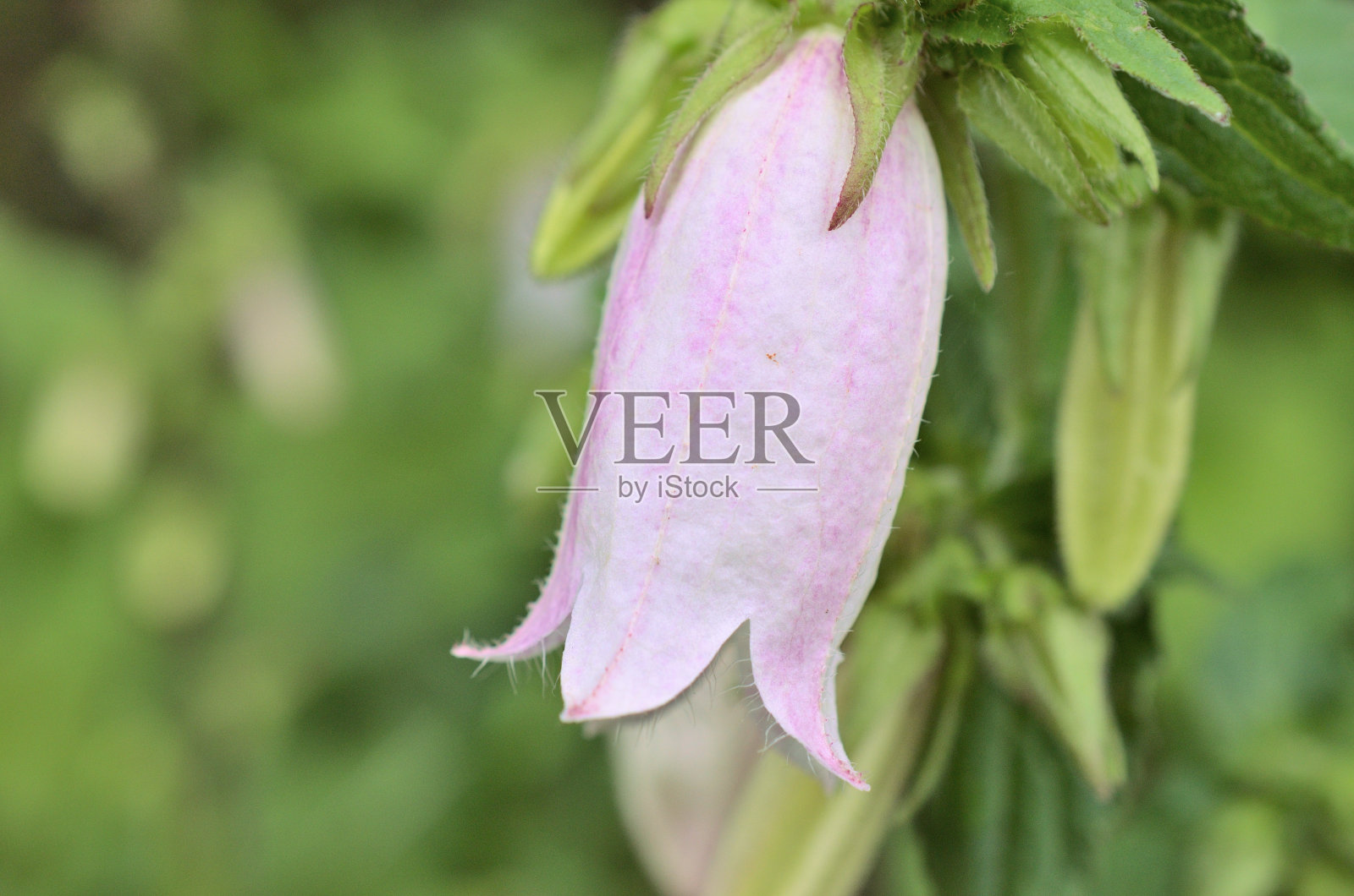 横滨前冈公园的风铃,萤火虫生活的地方照片摄影图片