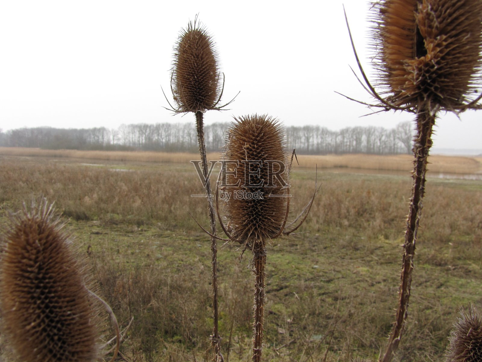 冬天,一群续断在自然保护区里照片摄影图片