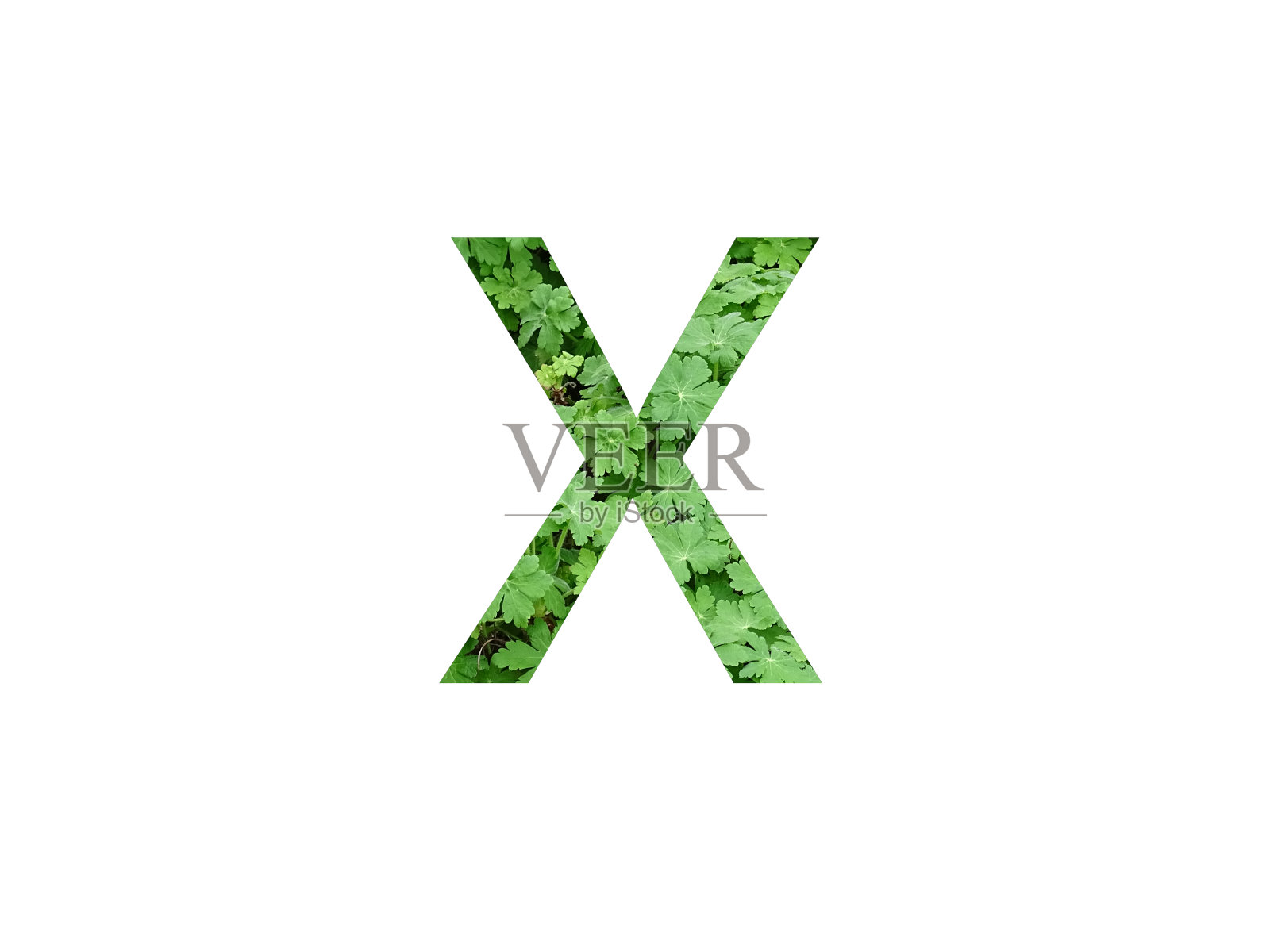 字母x由天竺葵的绿色字母组成,孤立在白色背景上照片摄影图片