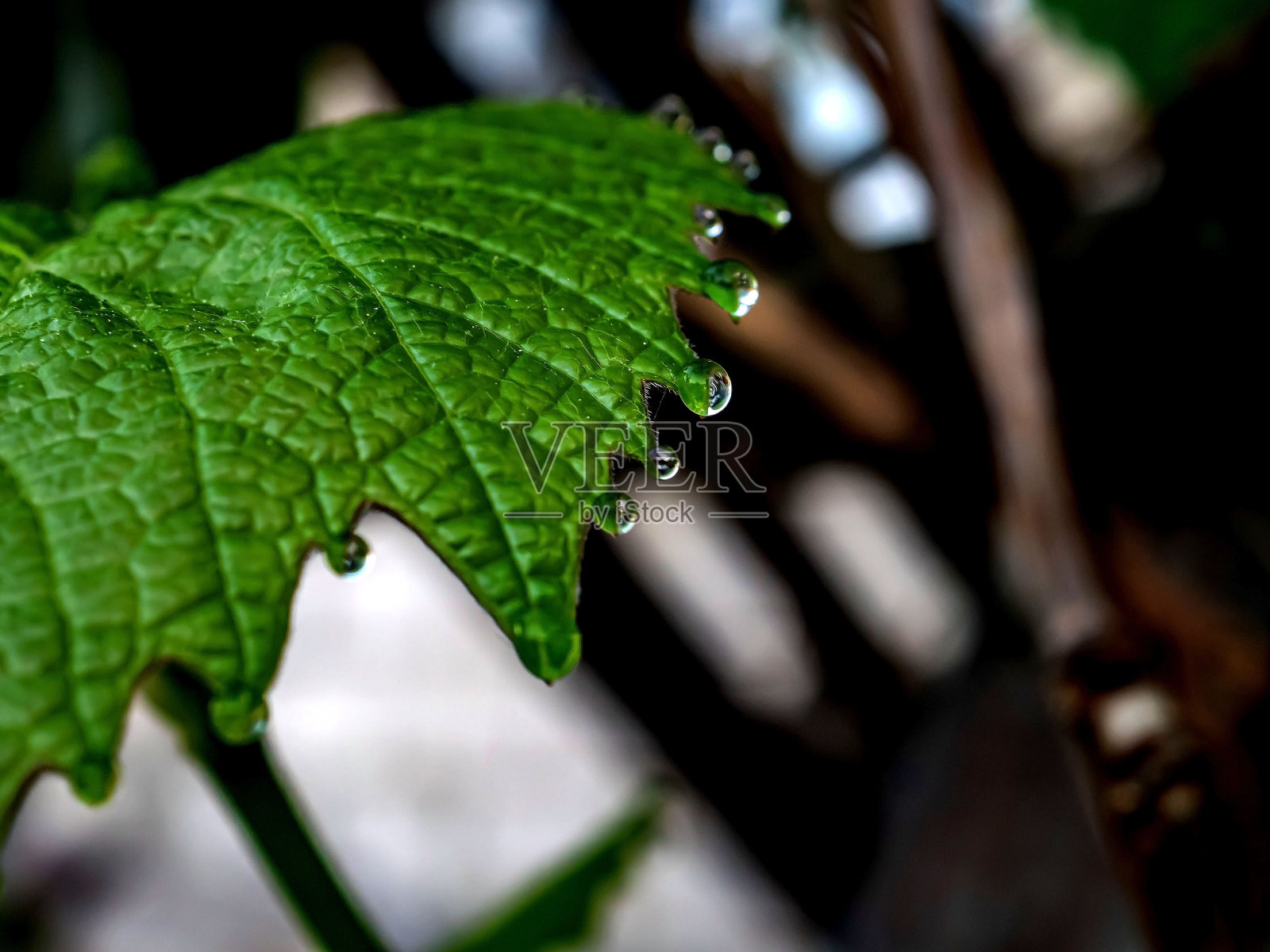葡萄叶尖上的晨露照片摄影图片