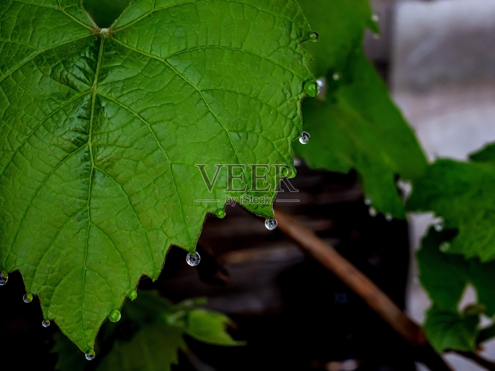 葡萄叶尖上的晨露照片摄影图片