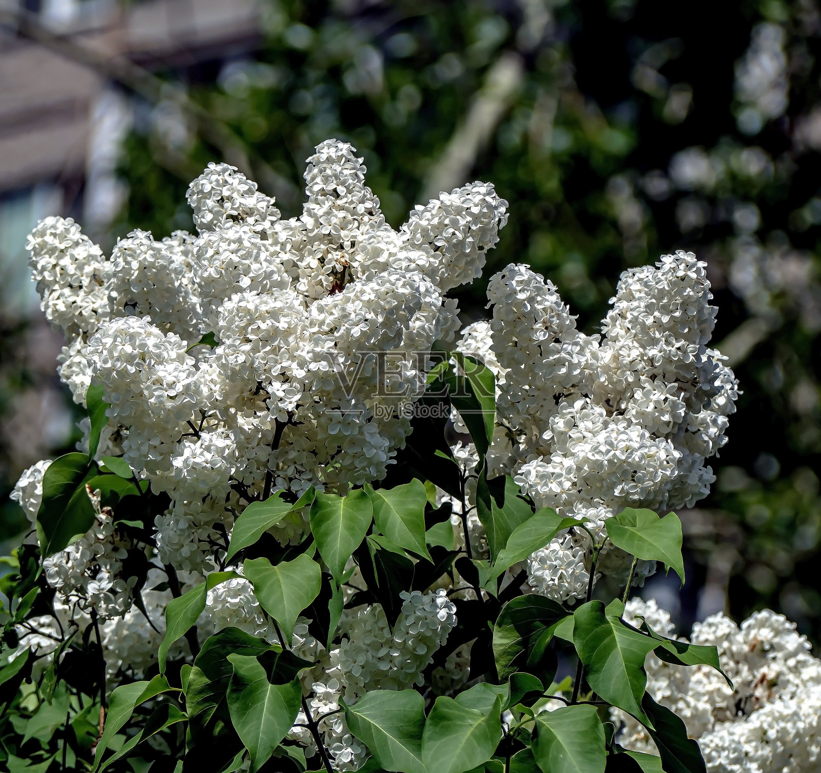 在模糊的自然背景上盛开的白色丁香的树枝照片摄影图片