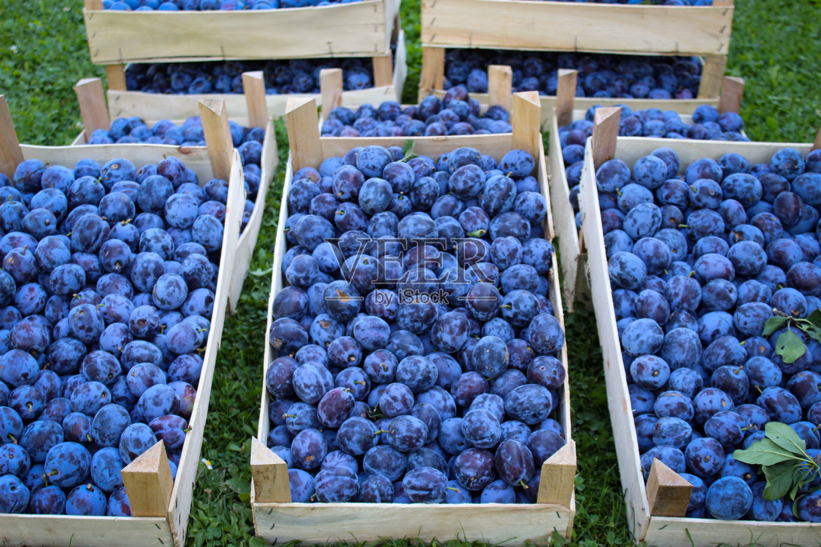 李子农贸市场。收获后装在木箱里的李子准备出售。自家种的李子。照片摄影图片