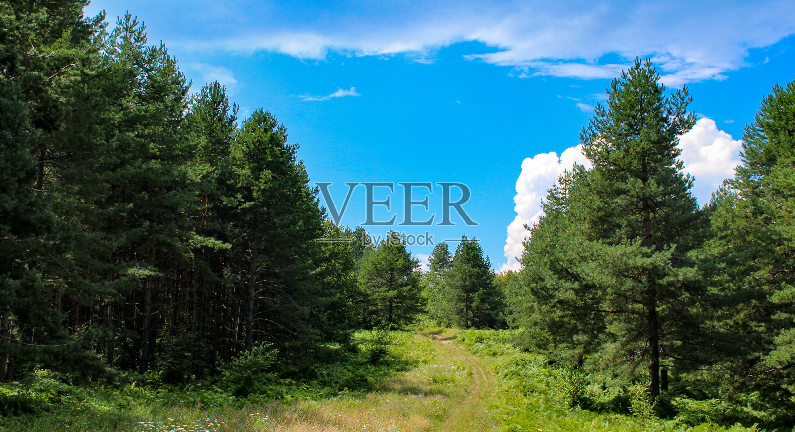 横幅。森林。一条穿过森林的小路。完美的夏天的风景。美丽的一天,天空中有几朵白云。照片摄影图片