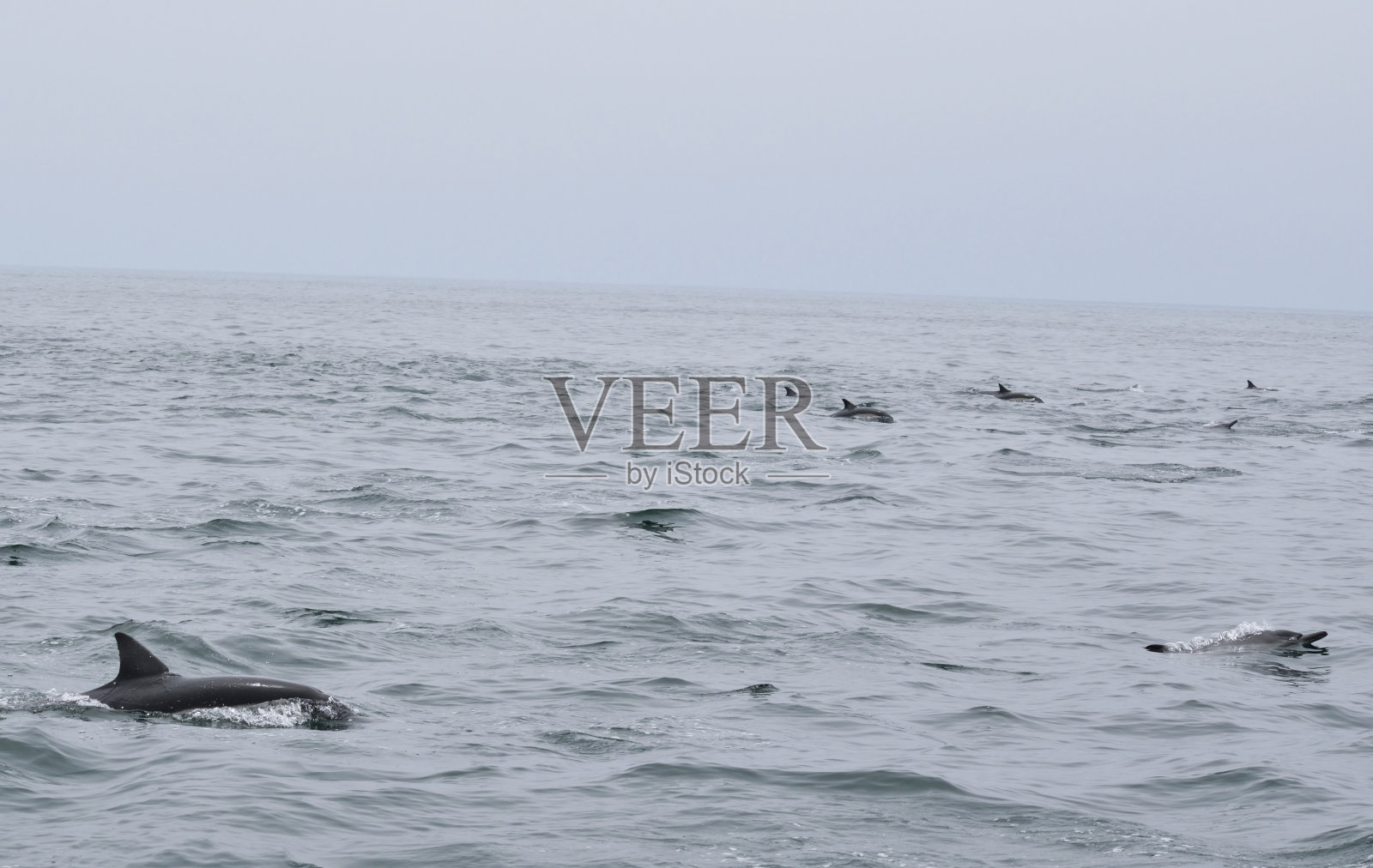 海洋水生哺乳动物照片摄影图片