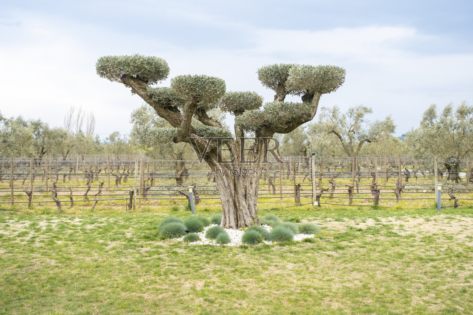 经过装饰性修剪的老橄榄树为花园增添了视觉美感照片摄影图片