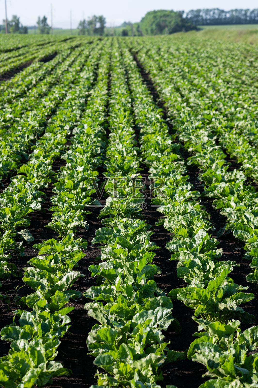 农场行字段照片摄影图片