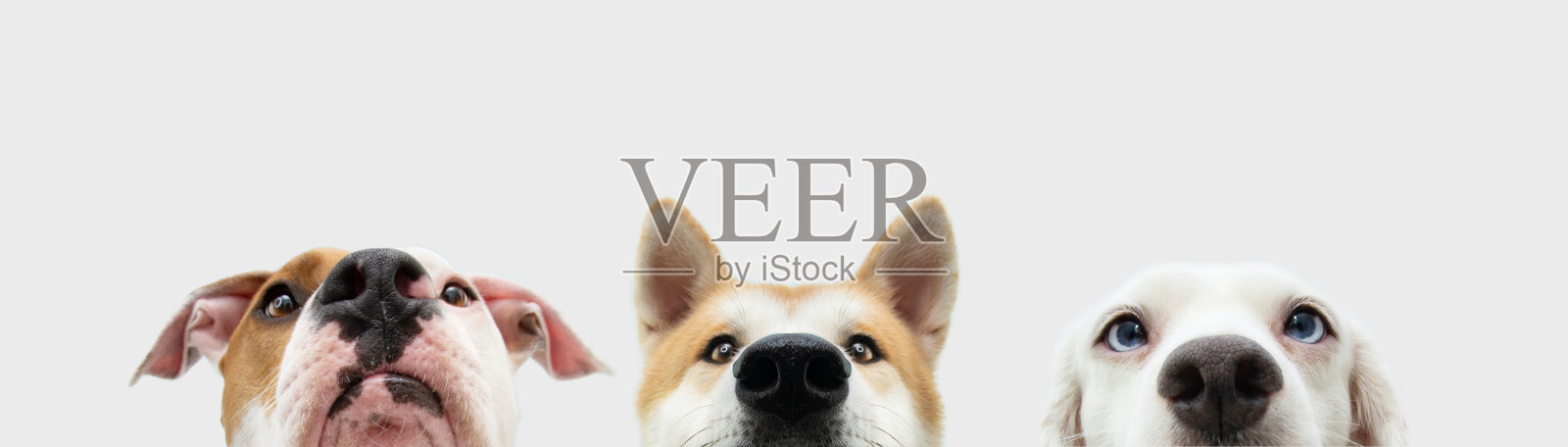 横幅特写三藏狗头。孤立在白色背景上。照片摄影图片