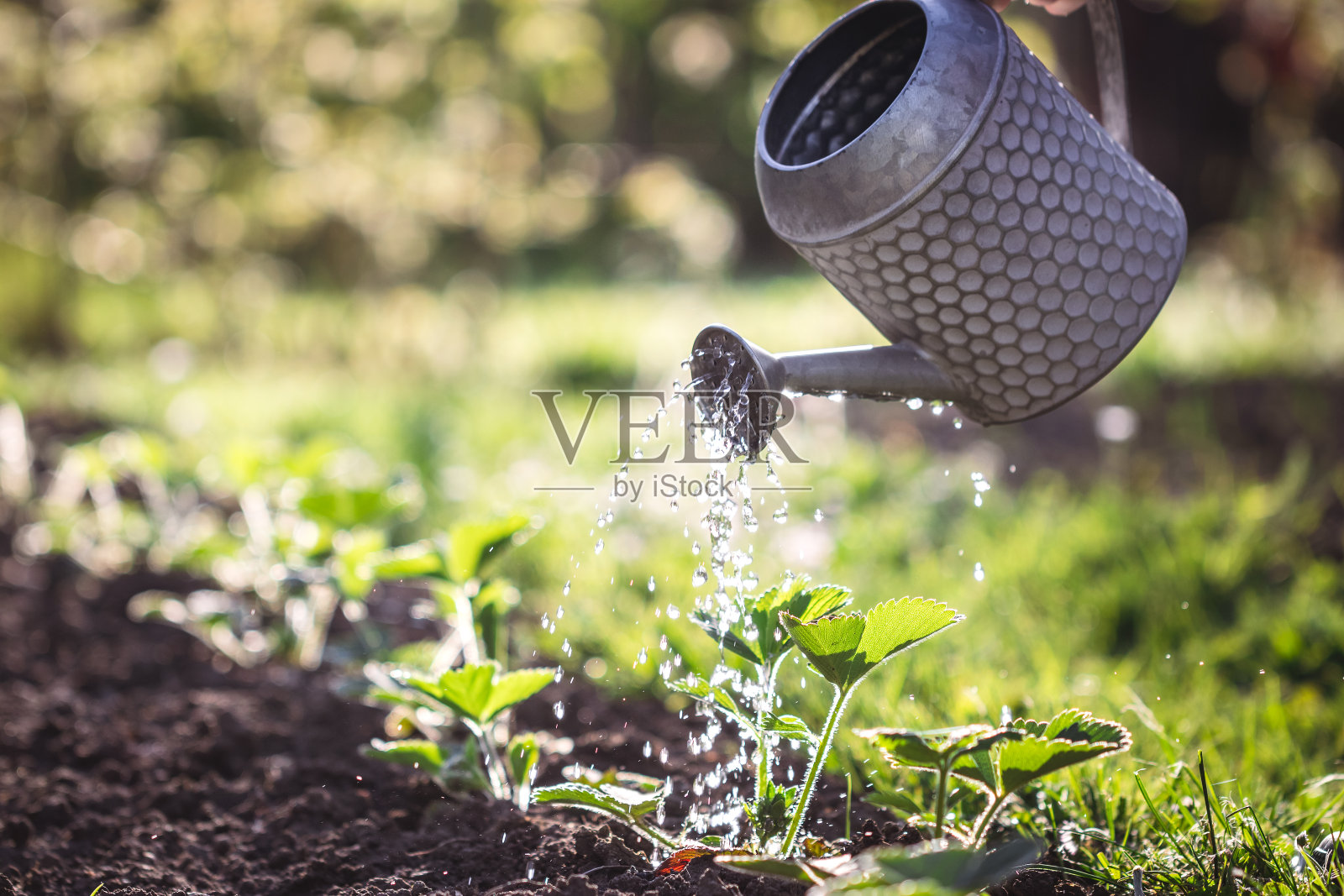 草莓植物浇水照片摄影图片